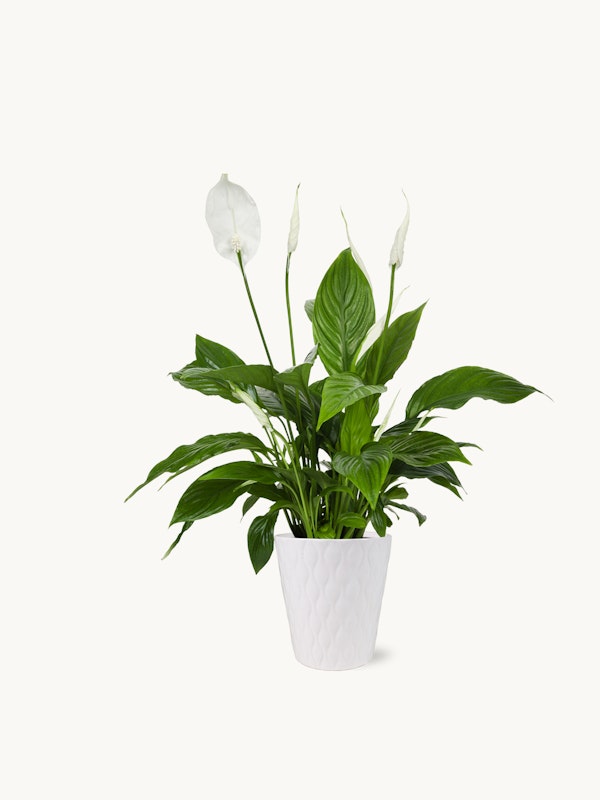 Elegant peace lily (Spathiphyllum) plant with glossy green leaves and white blooms in a white textured pot against a clean, white background for a minimalist aesthetic.