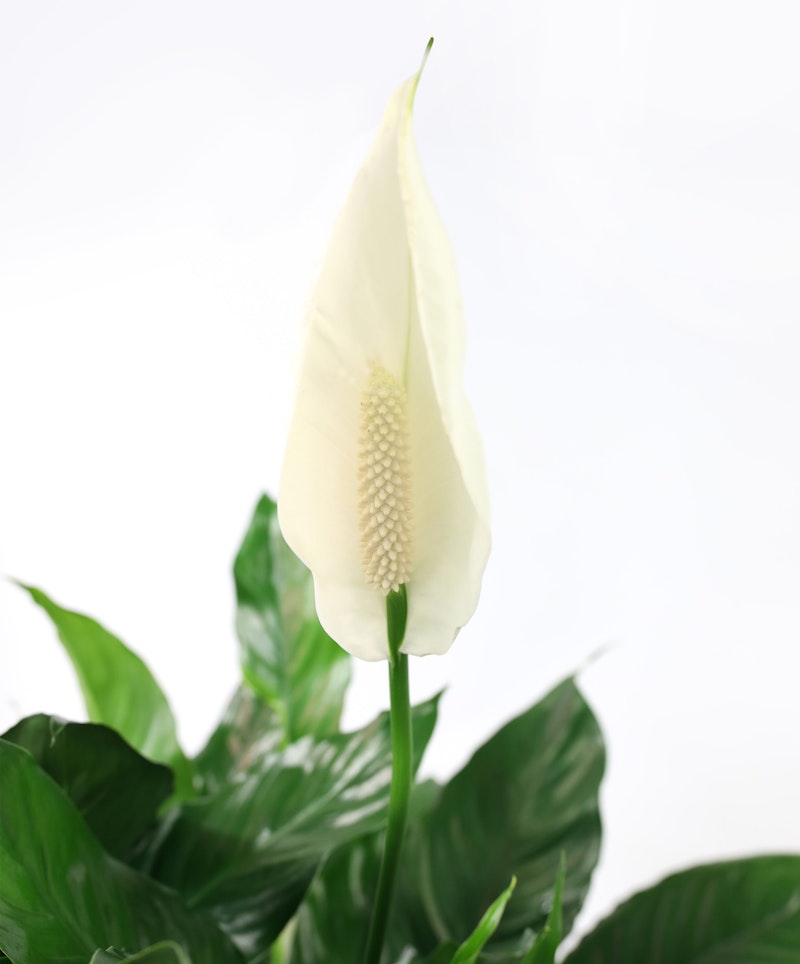 Elegant white peace lily flower with a prominent yellow spadix surrounded by lush green leaves against a clean white background, symbolizing peace and purity.