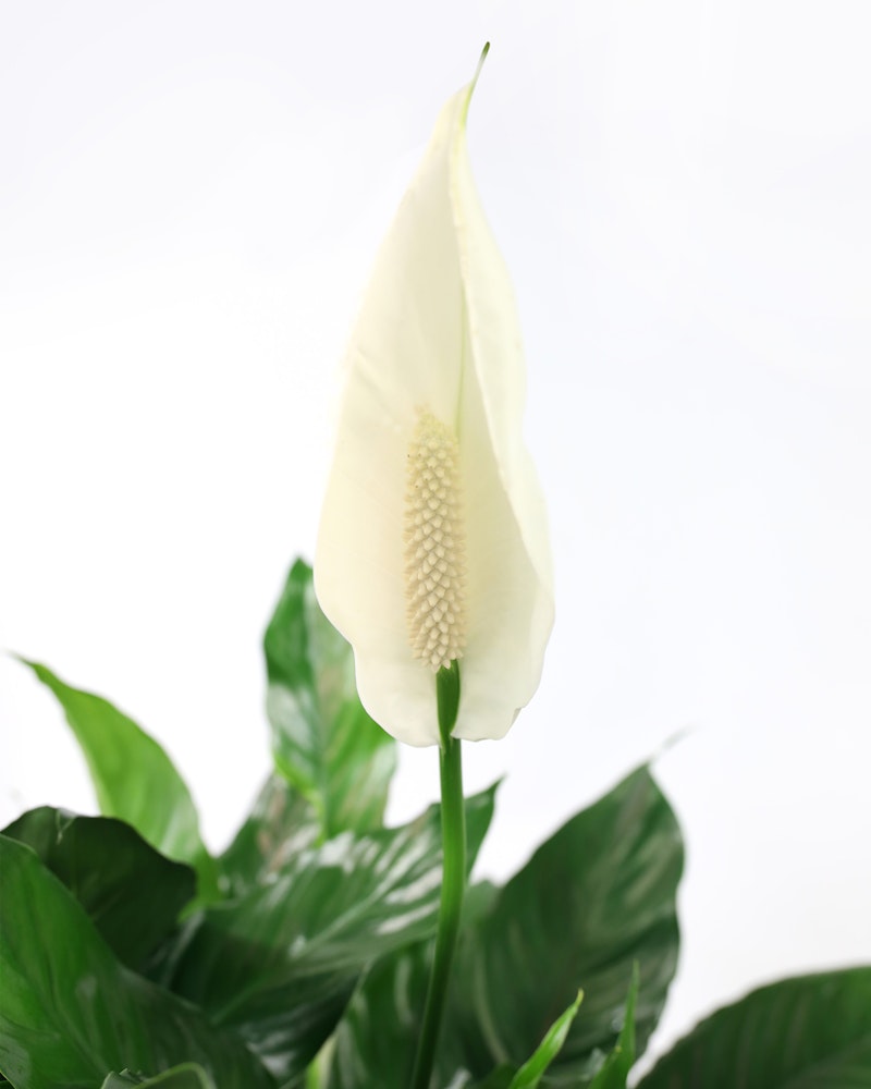 Elegant white peace lily flower with a prominent yellow spadix surrounded by lush green leaves against a clean white background, symbolizing peace and purity.