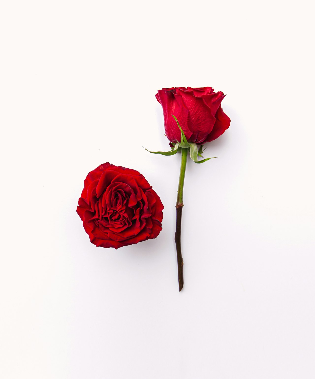 Elegant red roses on a clean white background, highlighting their rich color and texture.