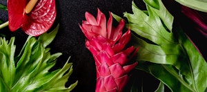 Vibrant pink ginger flower centerpiece surrounded by lush green tropical leaves against a dark background, with a slice of red citrus fruit adding a pop of color.