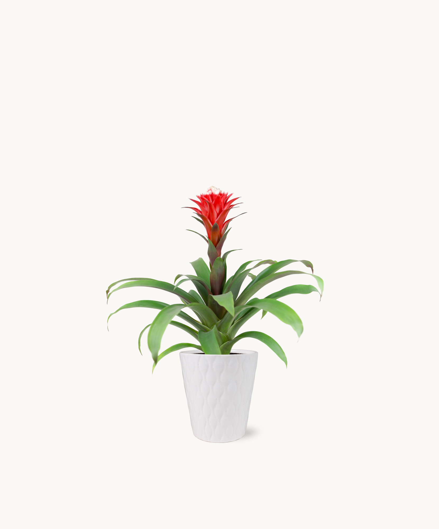 Vibrant red bromeliad plant in a stylish white pot, perfect for home decor.