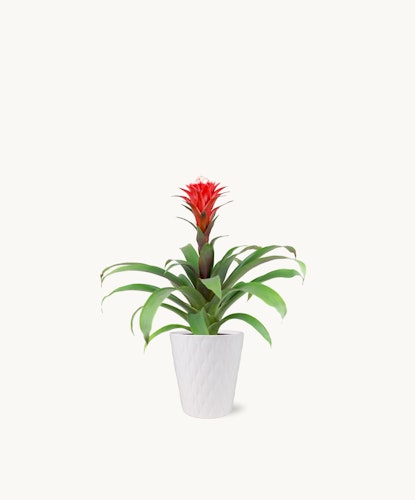Vibrant red bromeliad plant in a stylish white pot, perfect for home decor.