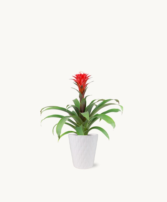 Vibrant red bromeliad plant in a stylish white pot, perfect for home decor.