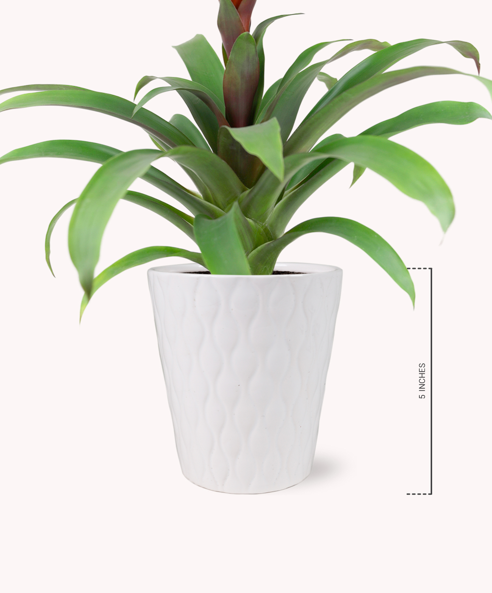 Red Guzmania Hope