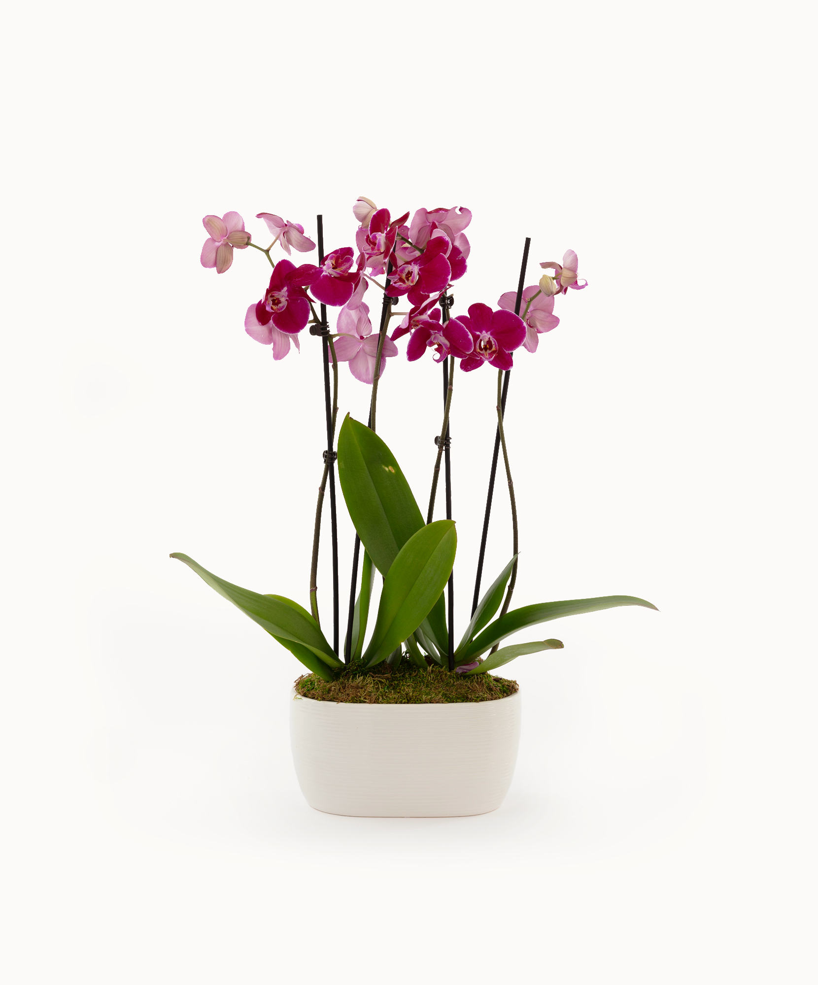 Elegant pink orchids in a modern white pot, showcasing vibrant blooms and lush green leaves.