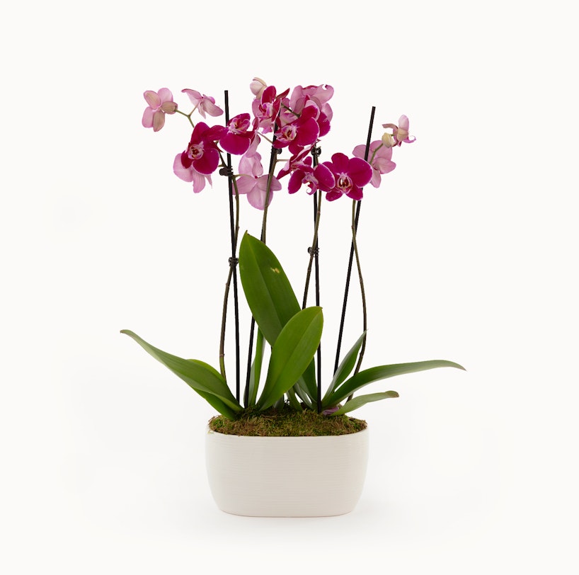 Vibrant pink orchids with green leaves in a white planter against a white background, depicting a healthy potted Phalaenopsis orchid plant.
