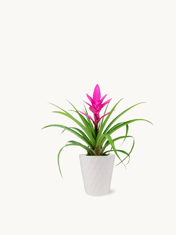 Bright pink bromeliad plant with lush green leaves in a white textured pot against a clean white background, perfect for home or office decor.