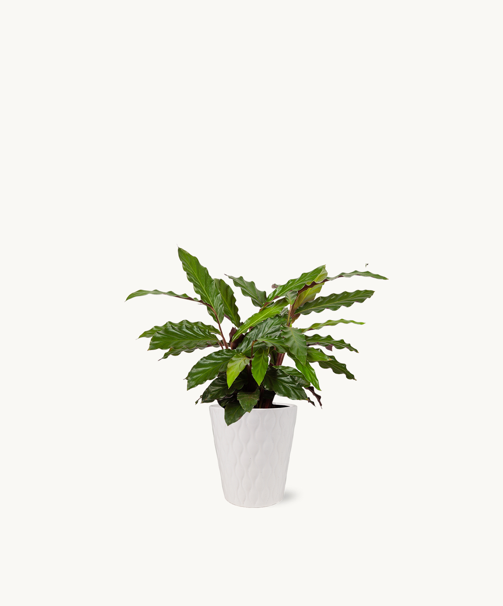 Lush green plant with wavy leaves in a stylish white pot, perfect for home decor.