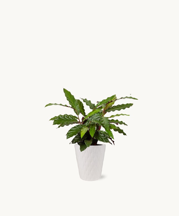 Lush green indoor plant with elongated leaves in a white textured pot against a clean white background, showcasing natural decor for minimalist spaces.