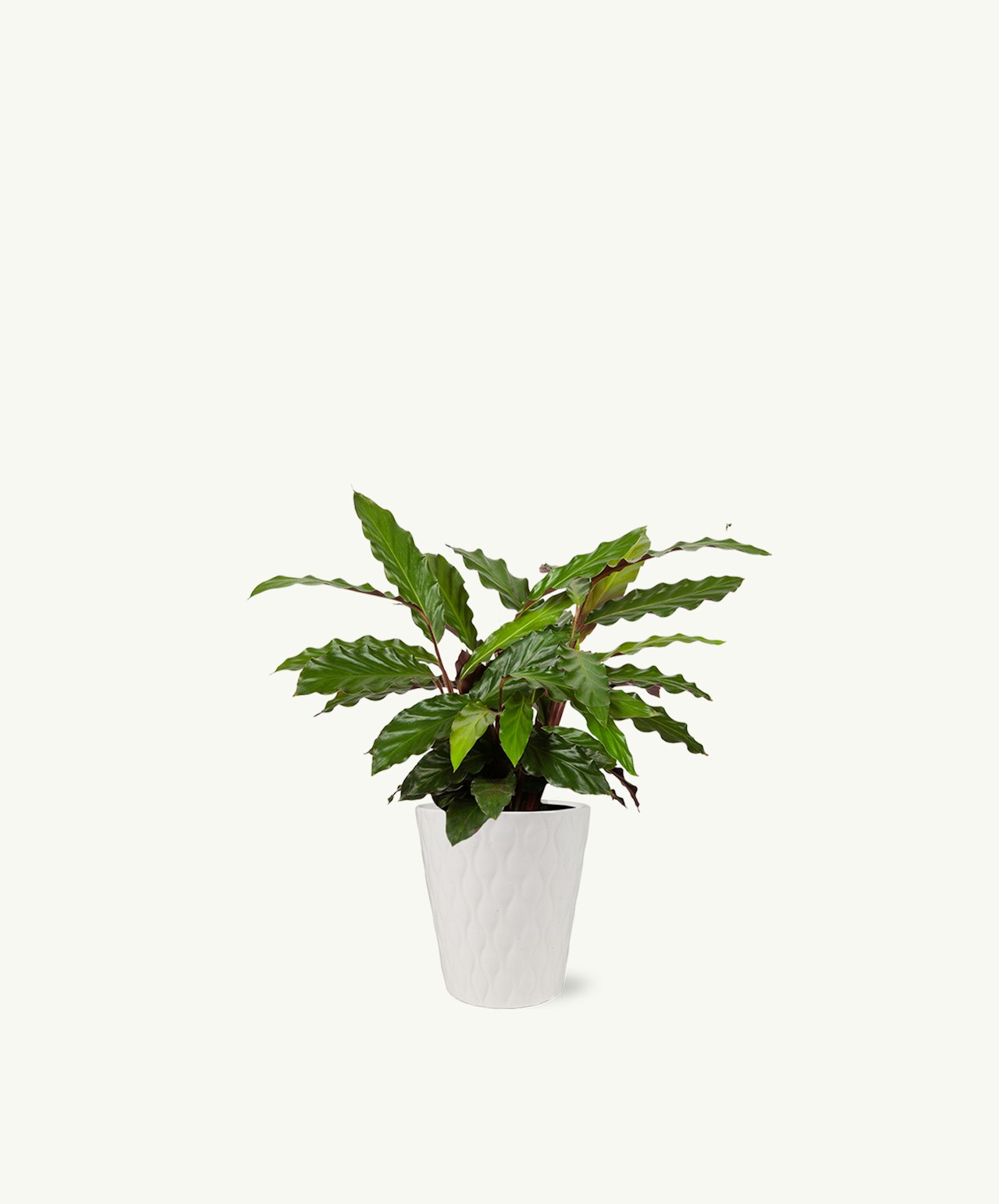 Lush green plant with wavy leaves in a stylish white pot, perfect for home decor.