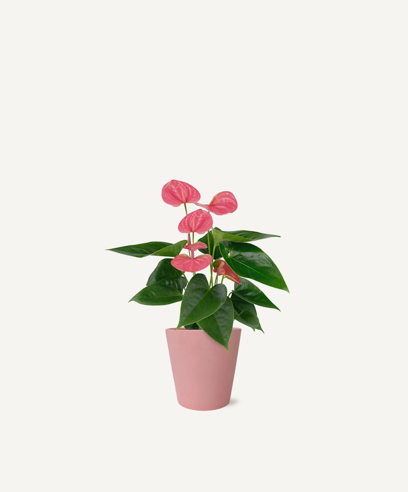 Vibrant pink anthurium plant with glossy green leaves in a soft pink pot against a clean white background, perfect for modern home decor and plant enthusiasts.