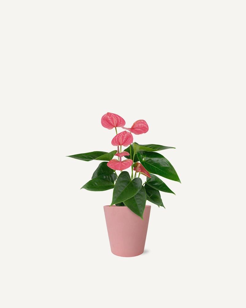 perfectly-pink-anthurium