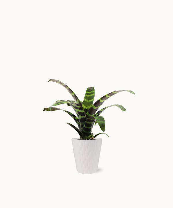 Vibrant green and dark striped leaves of a potted plant (Zebra plant) emerging from a white, textured ceramic pot isolated on a clean, white background.