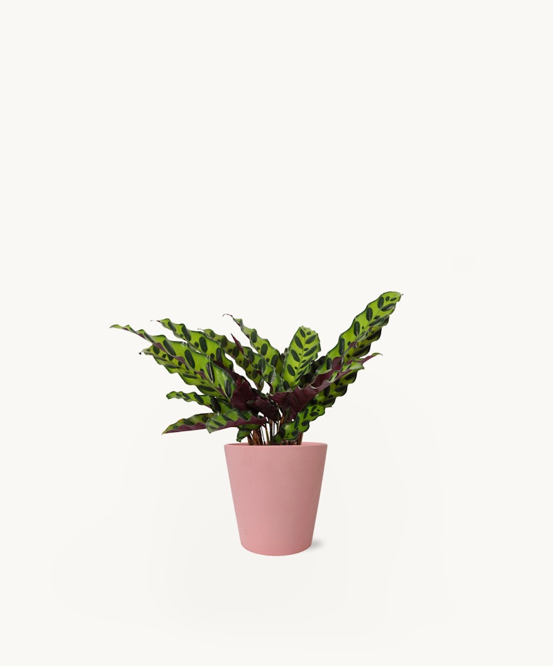 A vibrant Calathea plant with patterned green leaves in a peach-colored pot against a clean, white background, ideal for modern home decor and plant enthusiasts.