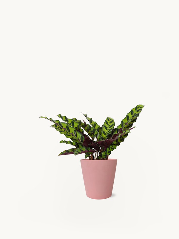 A vibrant Calathea plant with patterned green leaves in a peach-colored pot against a clean, white background, ideal for modern home decor and plant enthusiasts.