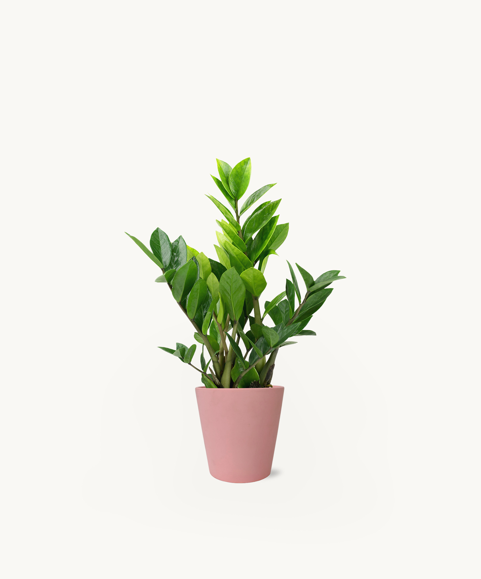 A vibrant ZZ plant in a pink pot, perfect for brightening up any indoor space.