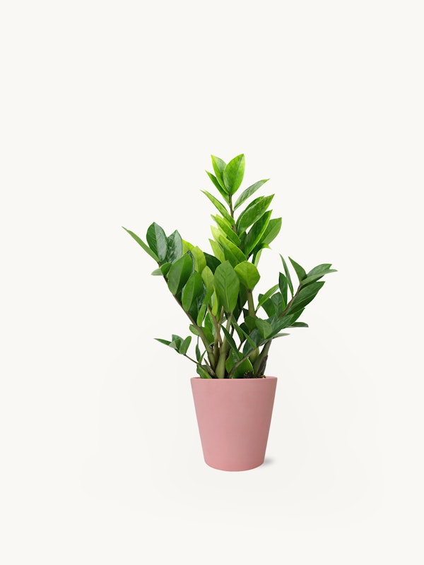 A vibrant green potted plant with luscious leaves in a soft pink pot, positioned center on a seamless white background, conveying minimalistic elegance.