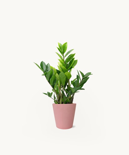 A vibrant ZZ plant in a pink pot, perfect for brightening up any indoor space.