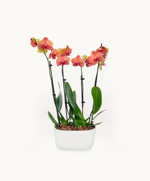 Vibrant orange orchids in full bloom planted in a white rectangular planter against a plain white background, showcasing the beauty and simplicity of the flowers.