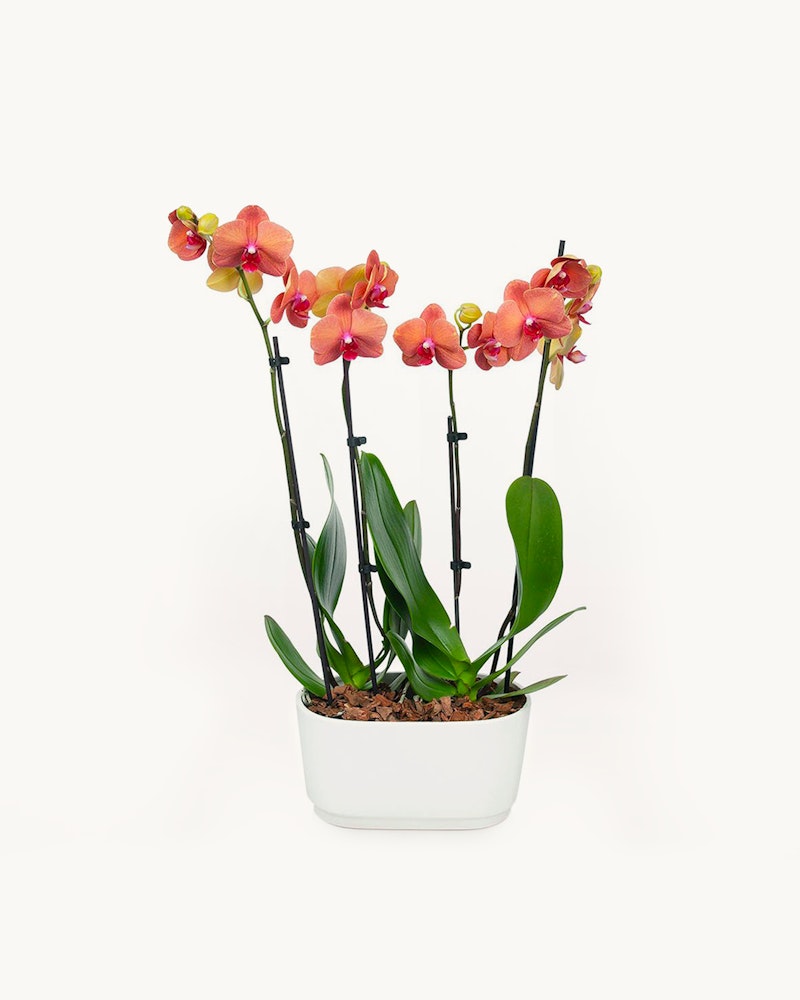 Vibrant orange orchids in full bloom planted in a white rectangular planter against a plain white background, showcasing the beauty and simplicity of the flowers.