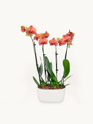 Delicate orange orchids elegantly arranged in a modern white planter, ideal for home decor.
