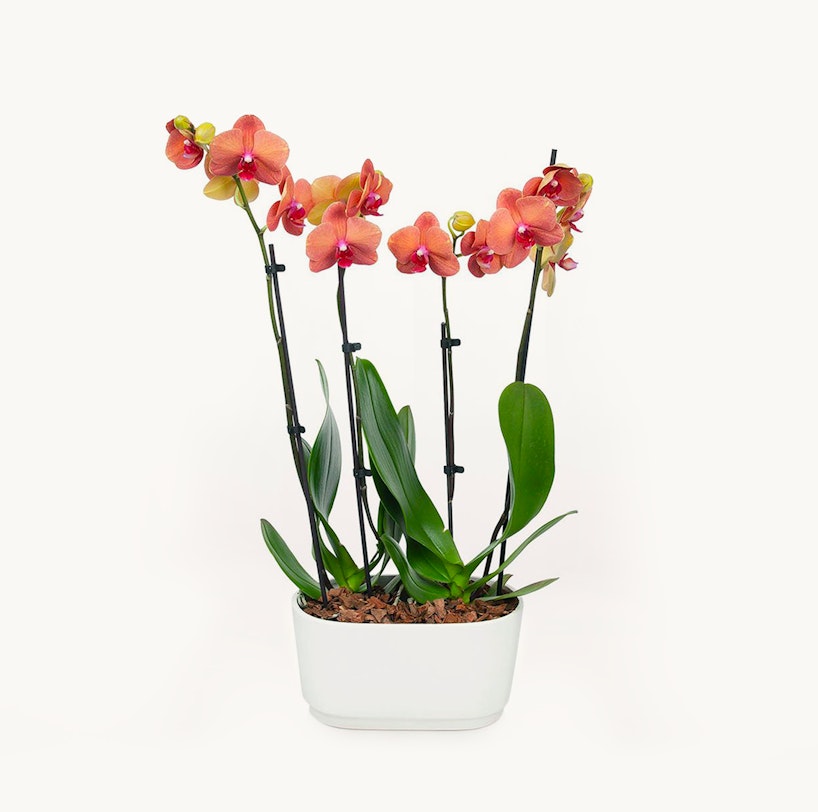 barcelona-orchid-duo
