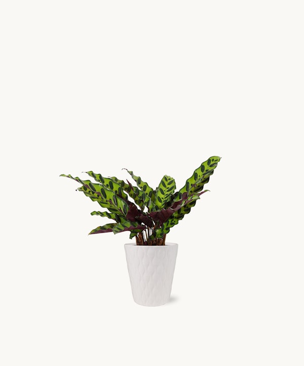 Lush Calathea lancifolia plant, also known as Rattlesnake Plant, with vibrant green leaves marked by a unique pattern, set in a stylish white textured pot on a white background.