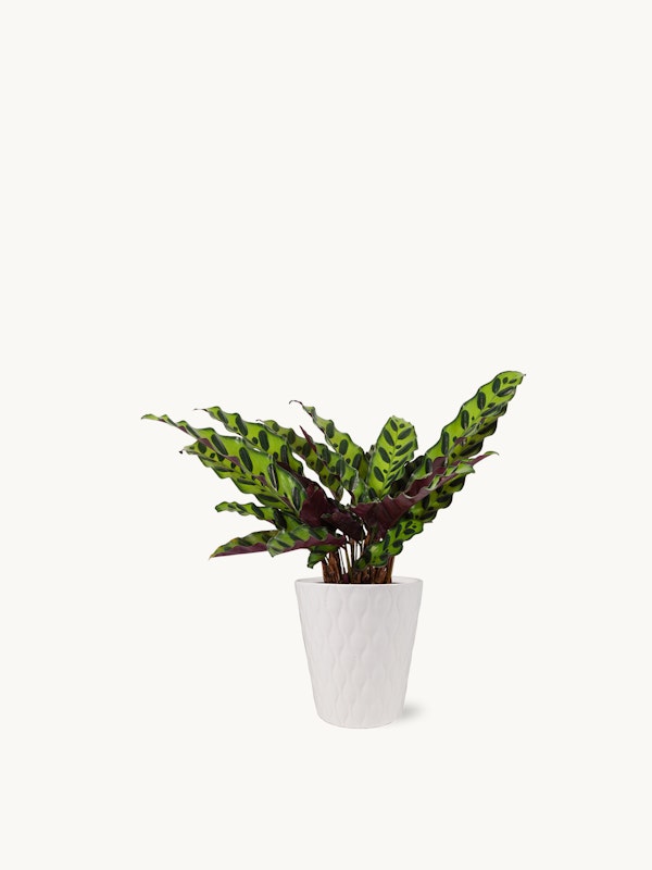 Lush Calathea lancifolia plant, also known as Rattlesnake Plant, with vibrant green leaves marked by a unique pattern, set in a stylish white textured pot on a white background.