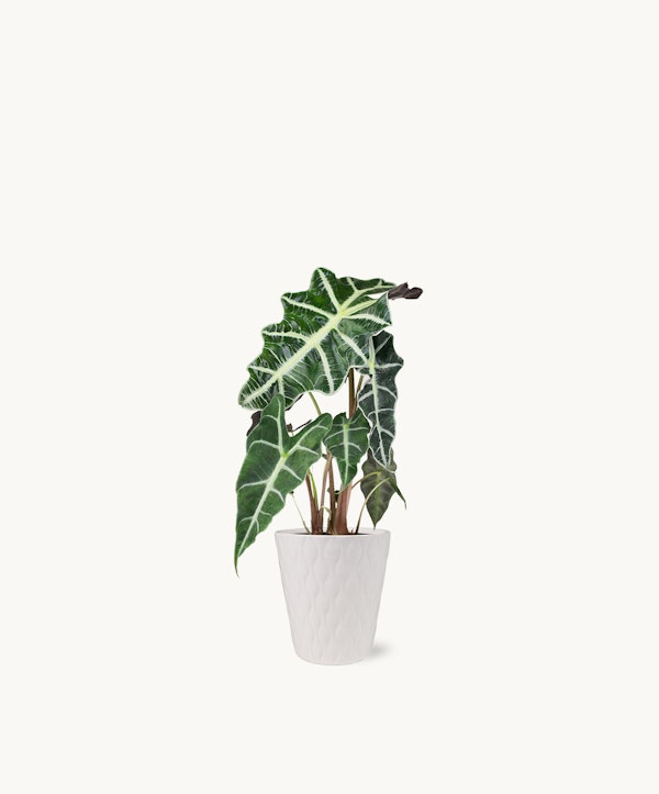 An Alocasia plant with striking green and white leaves in a textured white pot against a clean white background, showcasing its intricate leaf patterns.