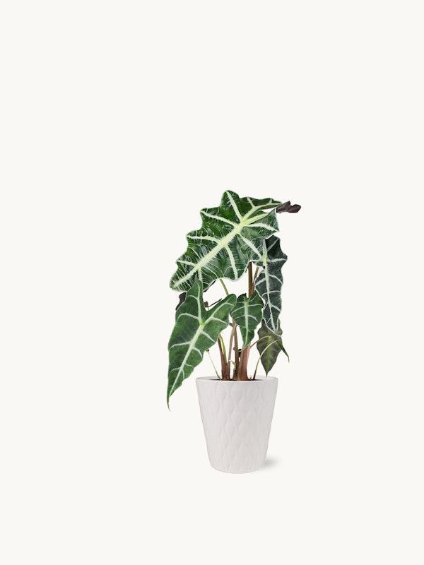 An Alocasia plant with striking green and white leaves in a textured white pot against a clean white background, showcasing its intricate leaf patterns.