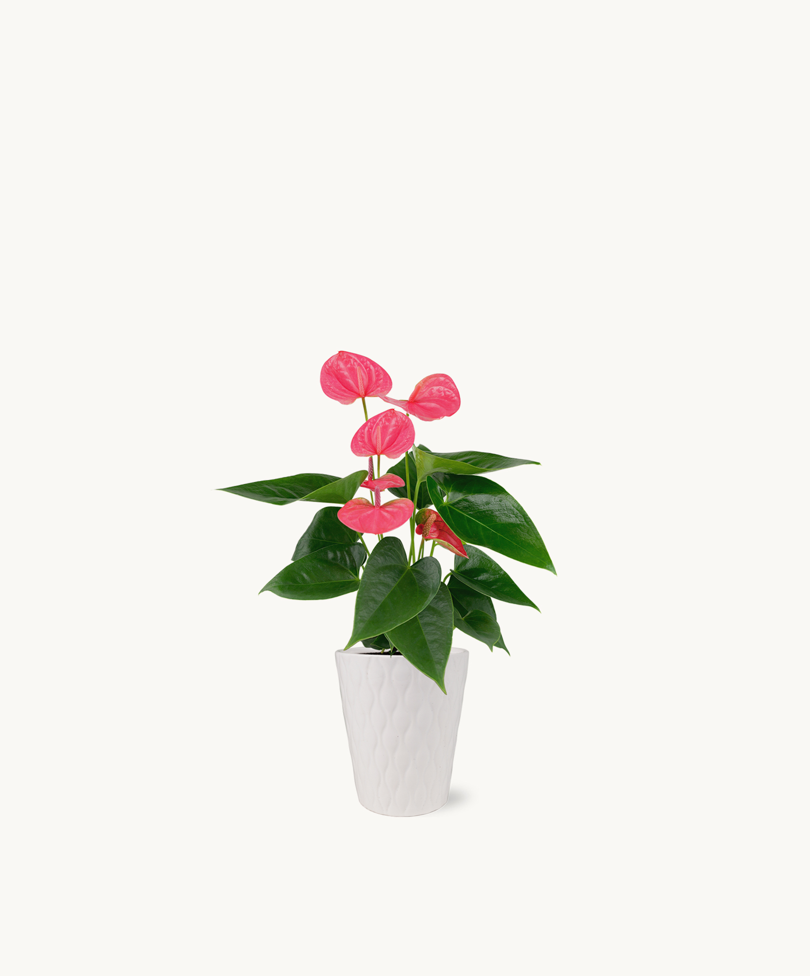 Vibrant pink anthurium plant in a stylish white pot, perfect for home decor.