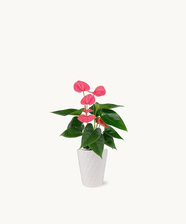 Vibrant pink anthurium plant with glossy green leaves in a textured white pot on a neutral background, providing a pop of color for home decor enthusiasts.