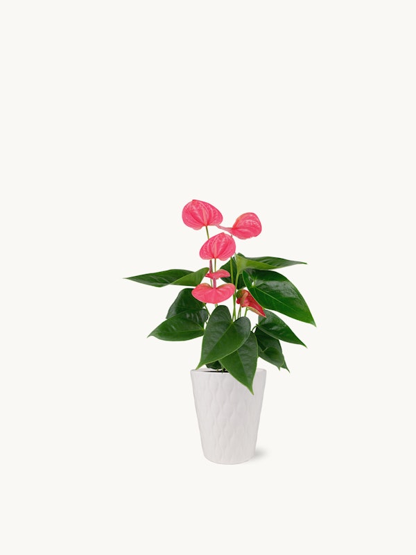 Vibrant pink anthurium plant with glossy green leaves in a textured white pot on a neutral background, providing a pop of color for home decor enthusiasts.