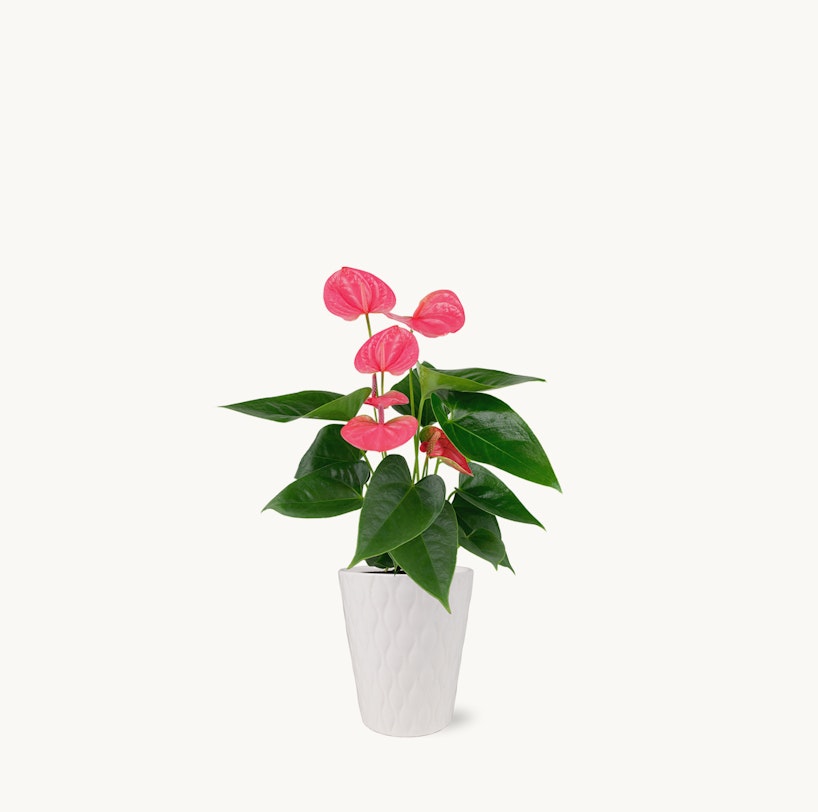 Vibrant pink anthurium plant with glossy green leaves in a textured white pot on a neutral background, providing a pop of color for home decor enthusiasts.