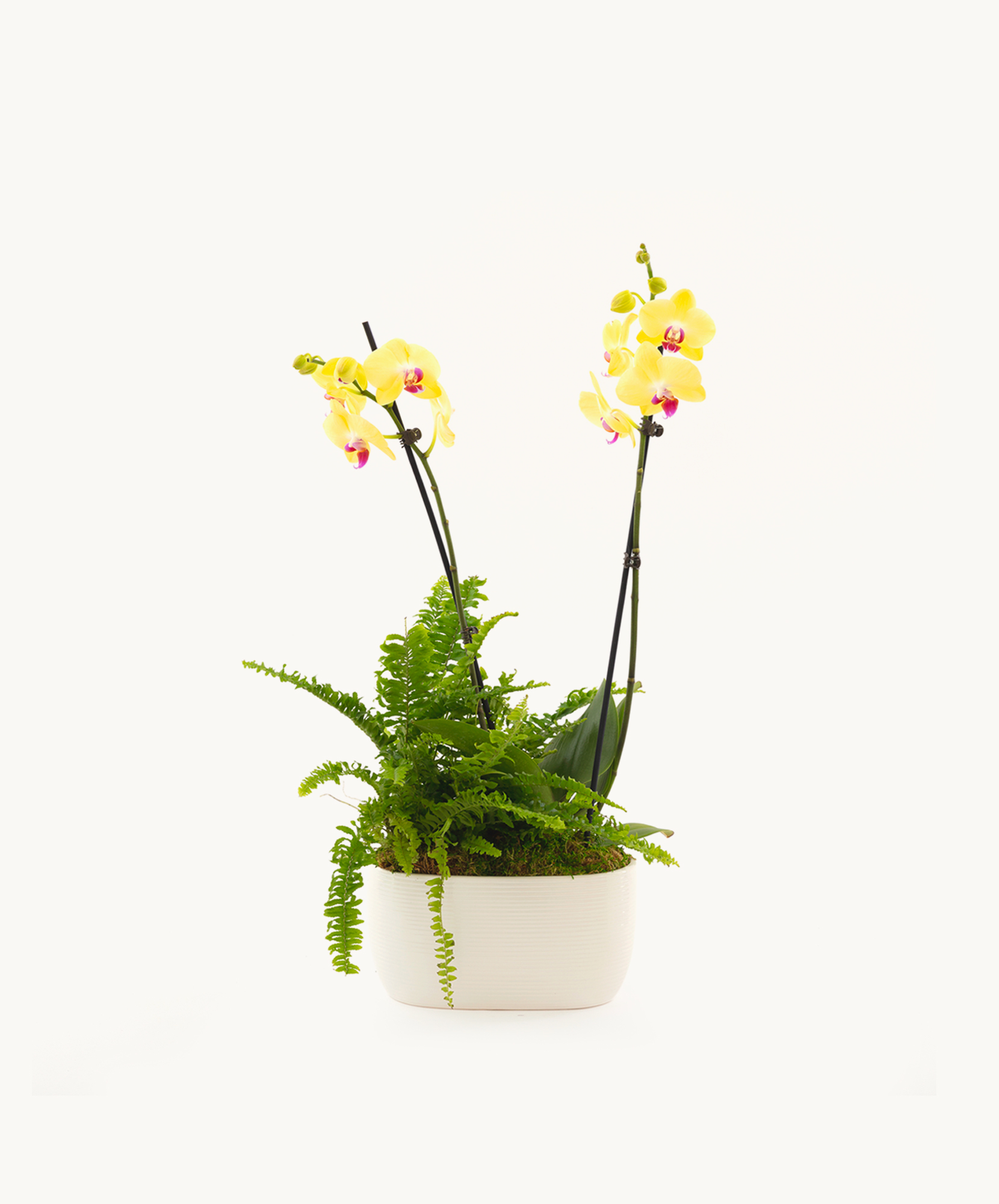 Elegant yellow orchids paired with lush ferns in a modern white pot, ideal for home decor.