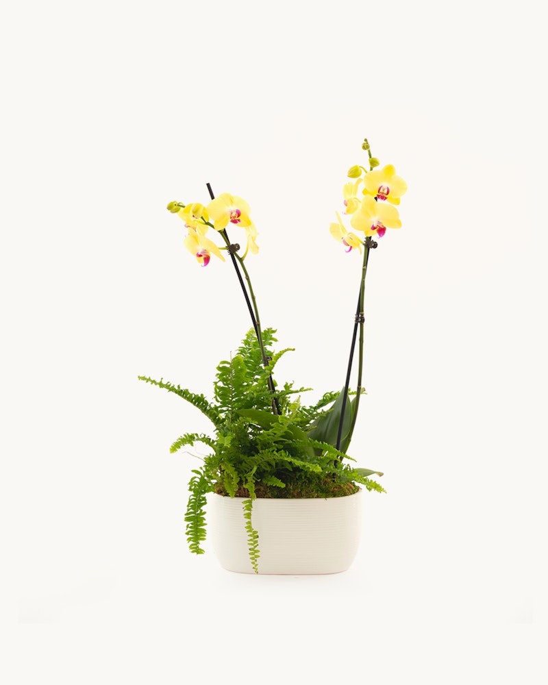 Two yellow orchids with pink centers in a white pot paired with green ferns against a white background, creating an elegant indoor plant arrangement.