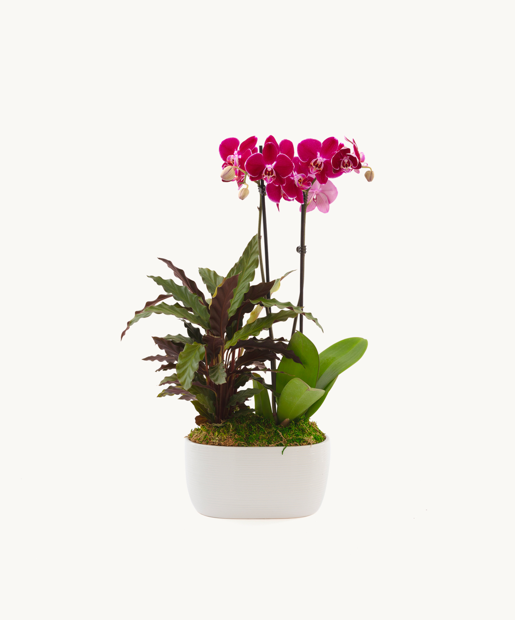 Elegant pink orchids paired with lush greenery in a modern white planter, ideal for decor.