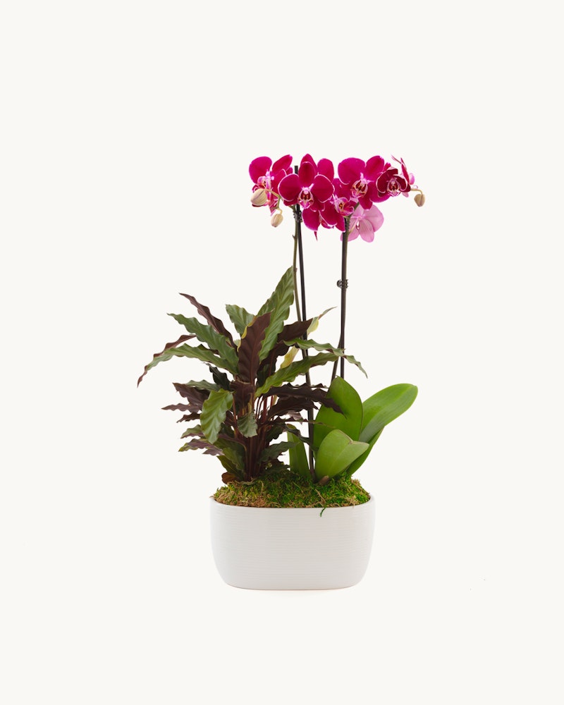 purple-orchid-and-calathea