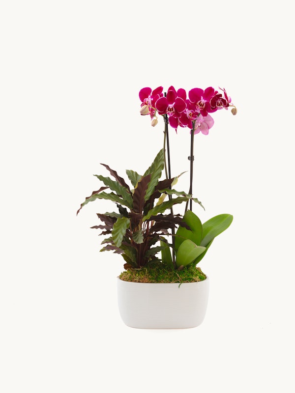 Vibrant pink orchids with a lush green foliage set in a sleek white pot against a clean, white background, showcasing the plant's natural beauty.