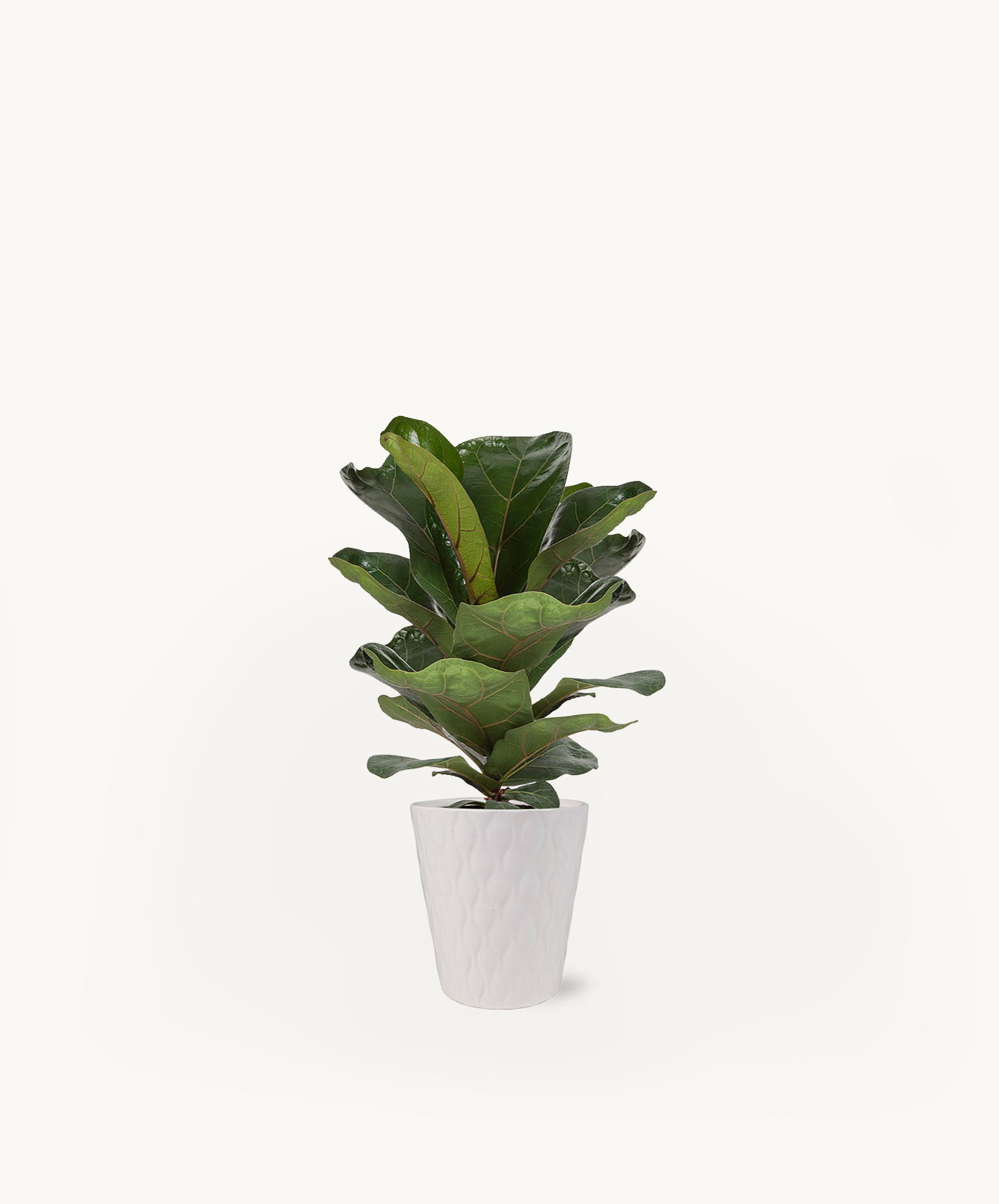 Lush fiddle leaf fig plant in a modern white pot, perfect for home decor.