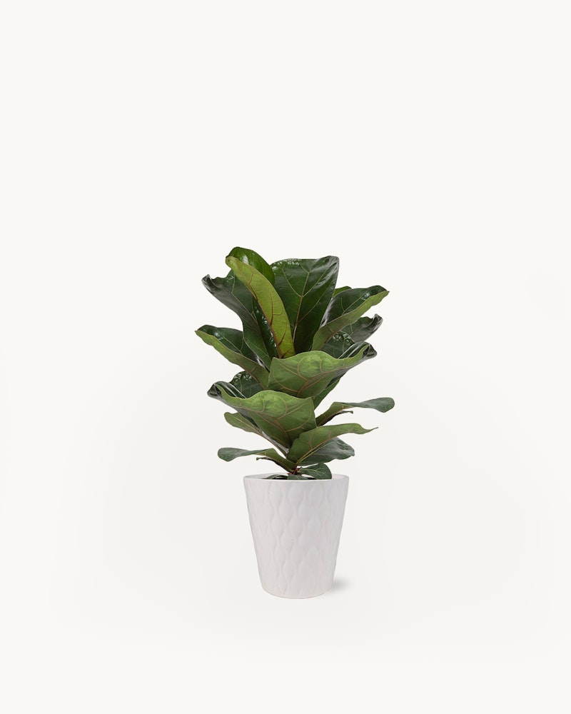 Lush green fiddle leaf fig plant in a white textured pot against a clean white background, ideal for modern home decor and indoor foliage themes.