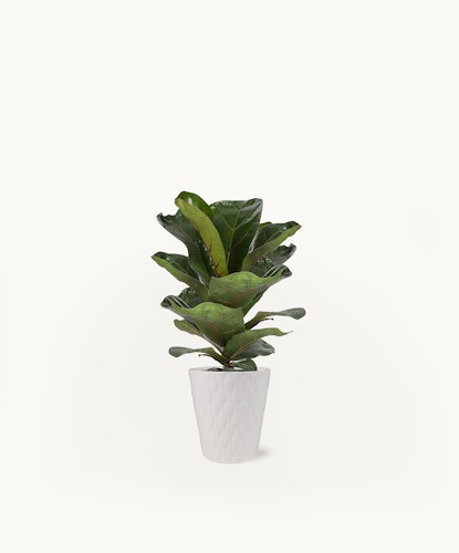 Lush fiddle leaf fig plant in a modern white pot, perfect for home decor.