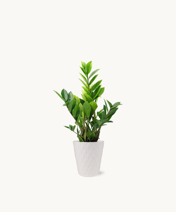 Vibrant green potted plant with lush leaves, standing in a white textured pot, isolated on a white background, symbolizing indoor gardening and home decor.