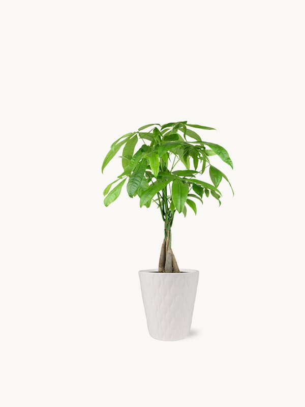 Green potted plant with vibrant leaves in a white textured pot isolated on a white background, perfect for a clean and natural home decor theme.