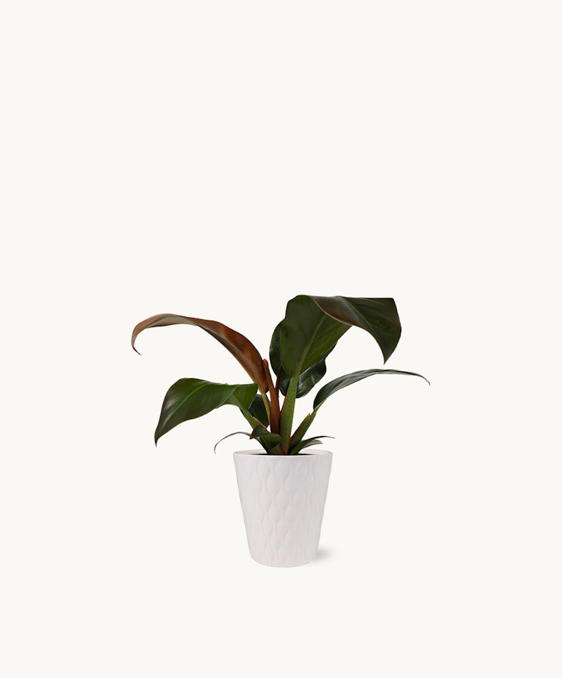 Healthy green indoor plant with broad leaves in a white textured pot against a minimalist white background, perfect for modern home decor and office spaces.