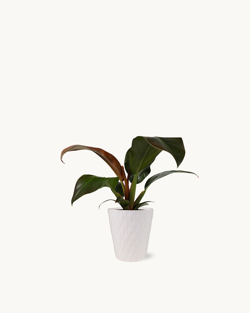 Healthy green indoor plant with broad leaves in a white textured pot against a minimalist white background, perfect for modern home decor and office spaces.