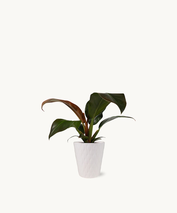 Elegant indoor plant with glossy leaves in a chic white pot, enhancing home decor.