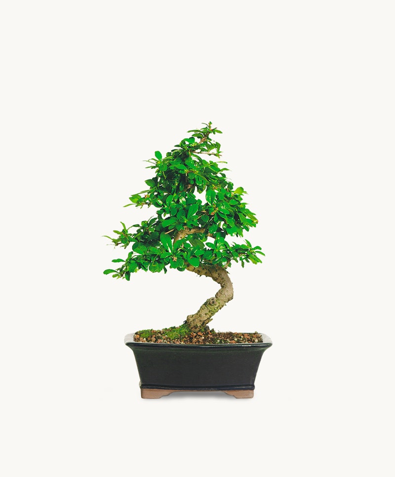 Lush green bonsai tree with a curved trunk in a rectangular pot, isolated against a white background, demonstrating the art of miniature tree cultivation.