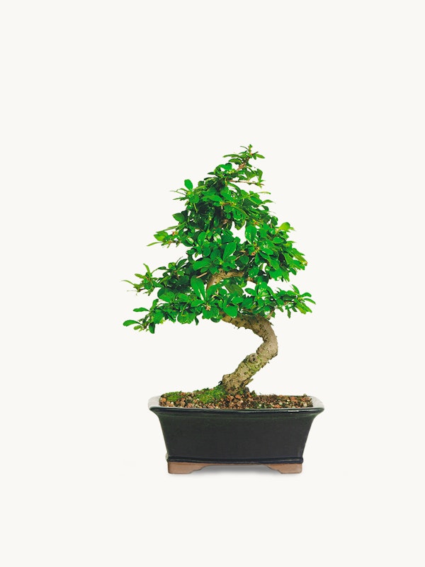 Lush green bonsai tree with a curved trunk in a rectangular pot, isolated against a white background, demonstrating the art of miniature tree cultivation.
